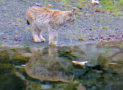 Zögernd beobachtet der Luchs die Beute