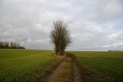 Baum im Februar