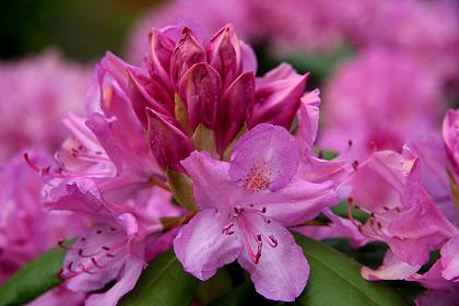 Rhododendron