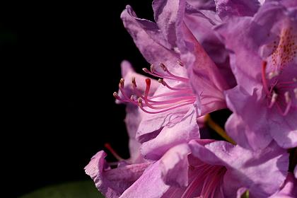 Rhododendronblüte