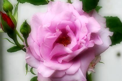 violette Rose
