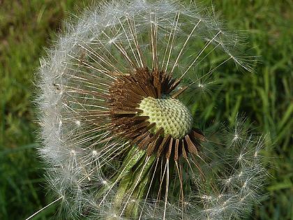 Pusteblume