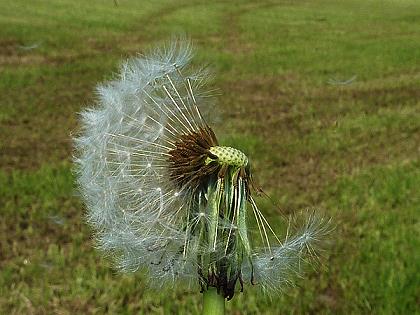 Pusteblume