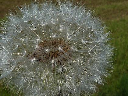 Pusteblume