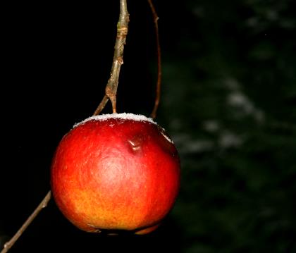 Apfel mit Schneehaube