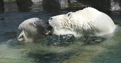 Spiel mit Lara im Wasser