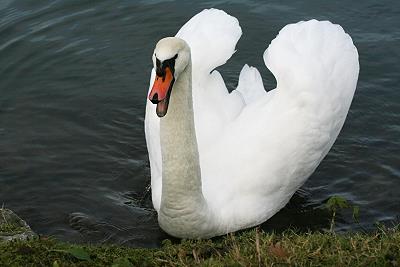 Schwan beim Anschwimmen