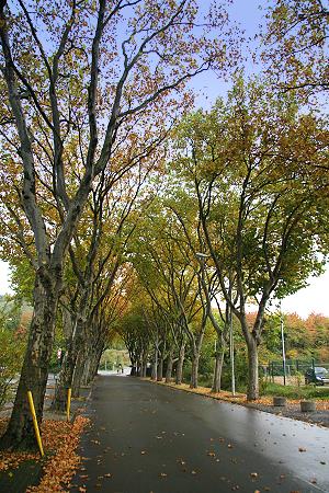 herbstliche Allee