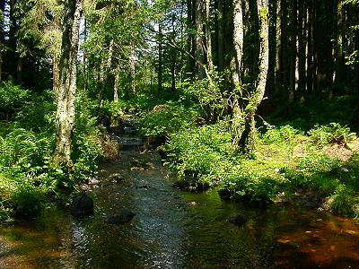 Bachlauf