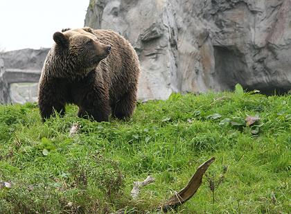 Kodiakbär im ZOOM