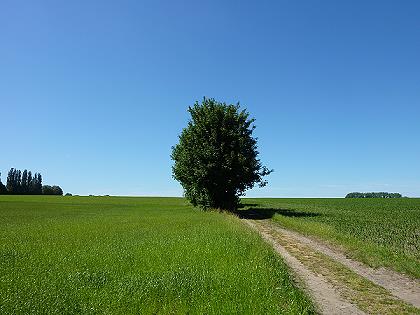 Baum Anfang Juni