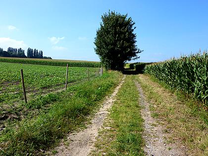 Baum im August