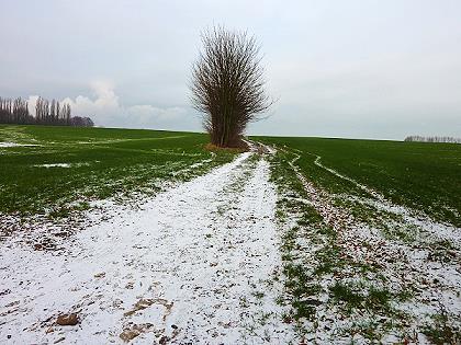 Baum im Dezember mit Schnee