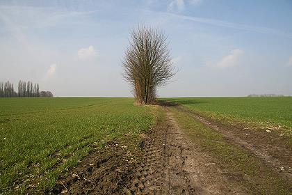 Baum m März