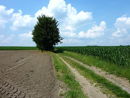 Baum im Juli