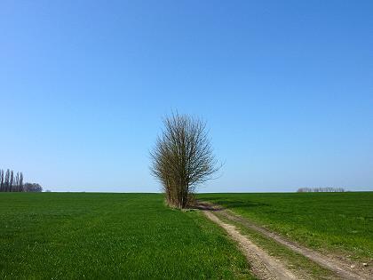 Baum Anfang April