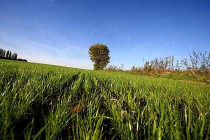 Baum am Horizont