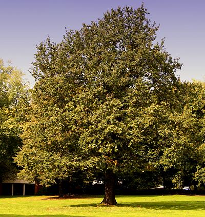 Der Baum