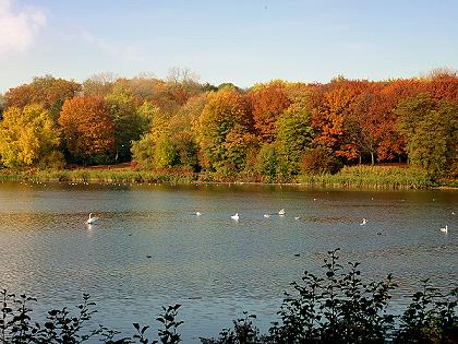 Herbst am Berger See