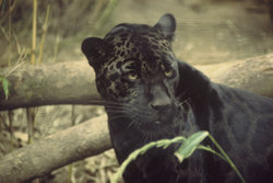 Panther