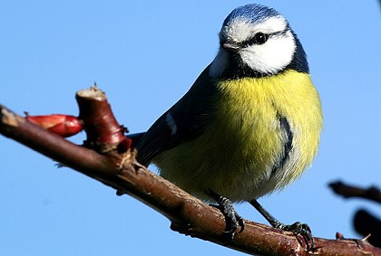Blaumeise