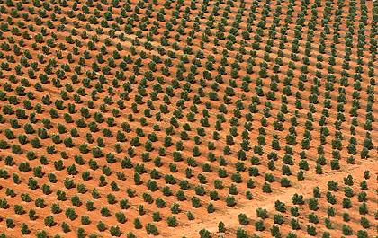 Baumstrukturen auf Mallorca