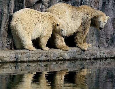 Eisbären in der Alaskawelt