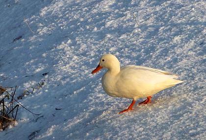 Ente im Schnee