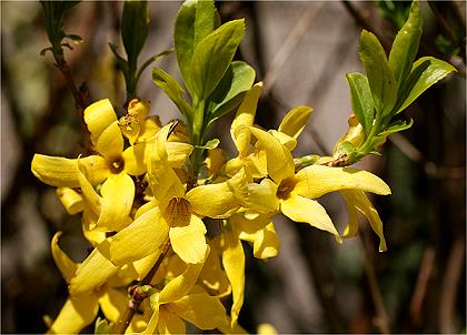 Forsythienblüte