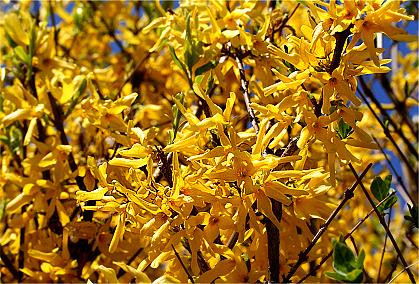 Forsythienhecke