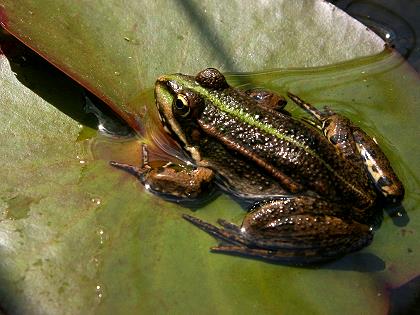 Frosch auf Seerosenblatt