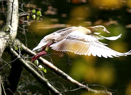 Gans im Flug