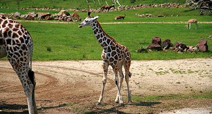Giraffenjungtier Thabo