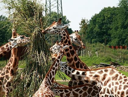 Fütterung bei den Giraffen