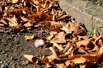 Herbstblätter