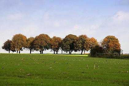 Herbstallee in Resse