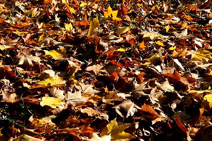 Herbstbätter