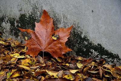 Herbstblatt