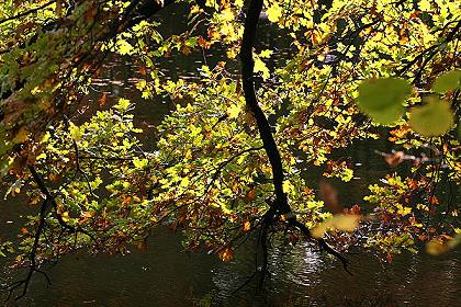 Herbstlichtblicke