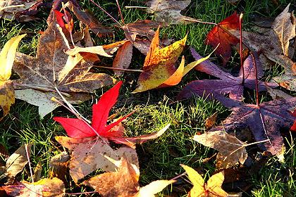 Bunter Herbst