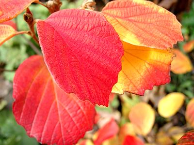 Herbstblätter