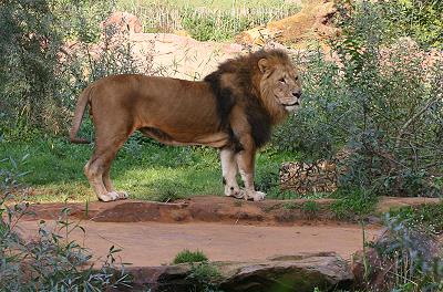 Leo, der König der Tiere