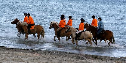 Haflinger in der Ostsee