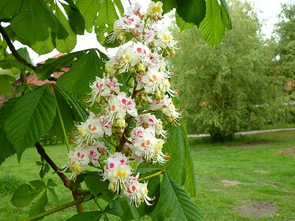 Kastanienblüte