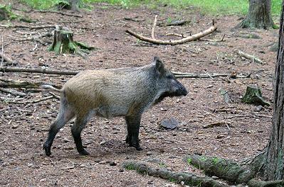 Wildschwein