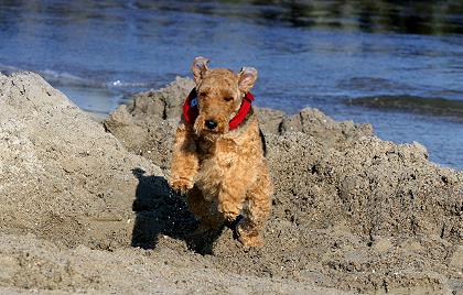 Xmas beim Strandlauf