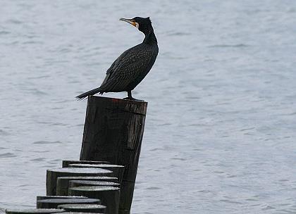 Koramoran, Vogel des jahres 2010