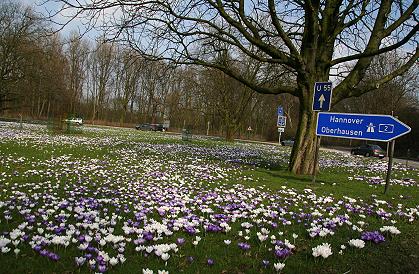 Krokusinsel