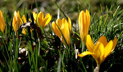 Gelbe Krokusblüten