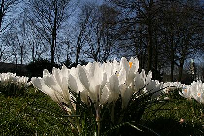 Krokus mit Rathaus Buer